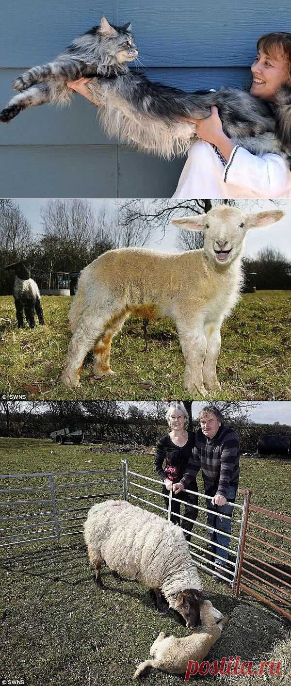 Самые-самые