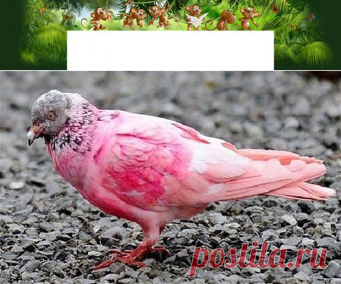 Одноклассники