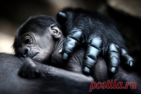 Мама, она и в Африке - Мама! (фото)