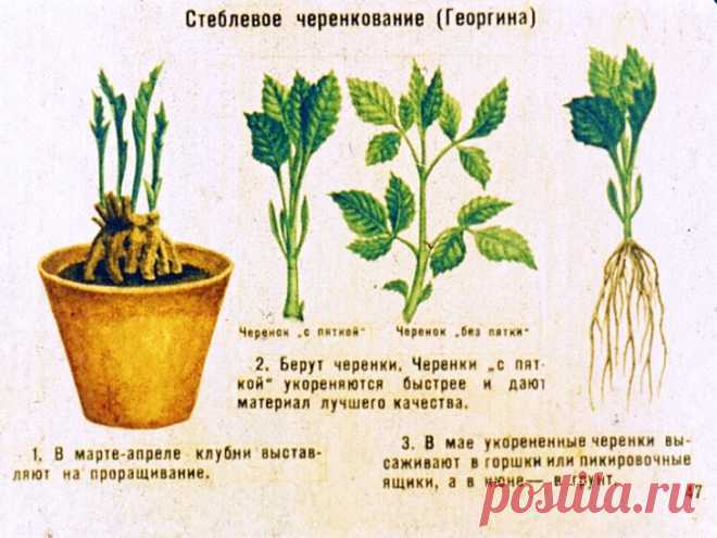 Черенкование георгинов и выращивание в квартире Блог о строительстве дачи, бани, беседки, зоны отдыха.