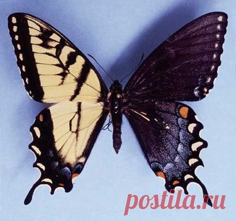 Тигровый махаон.