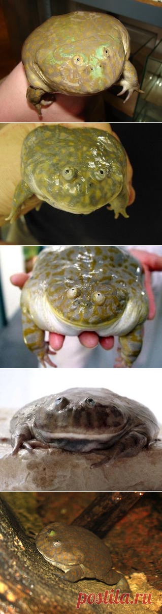 Смотреть изображения злых щитоспинок | Зооляндия