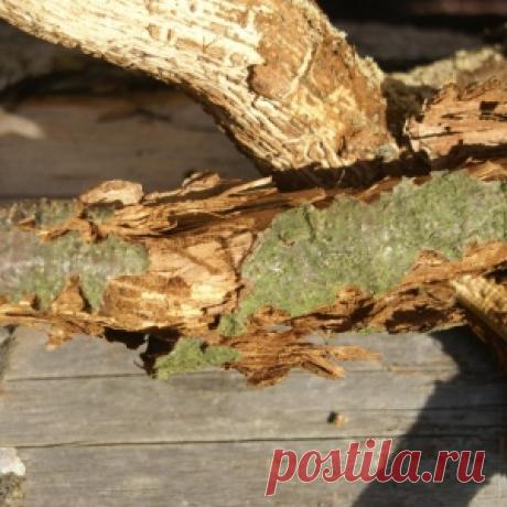 Как защитить деревья на участке от поражения жуком-короедом?