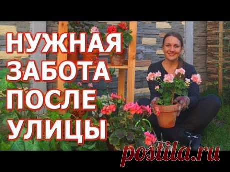 Заносим комнатные растения из сада в дом. Важно это правильно сделать! Обработка и подкормка.