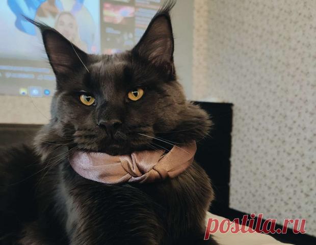 Кот по кличке Винсент удивляет интернет-пользователей размером: фото пушистой звезды сети