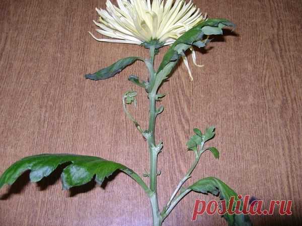 Вторая жизнь хризантемы из букета