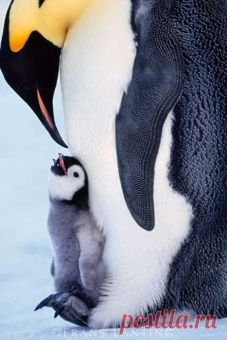 Emperor penguin with chick on feet, Aptenodytes forsteri, Weddell Sea, Antarctica | ©Frans Lanting