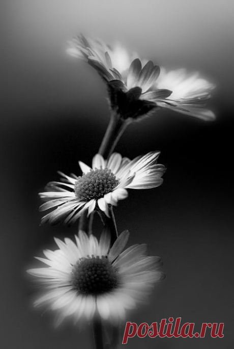 (28) Pinterest