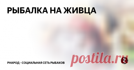 РЫБАЛКА НА ЖИВЦА
Рыбаков в воскресный день на реке практически не было, это и понятно кому охота сидеть на стульчике с красным носом под дождём, и ждать заветной поклёвки, которая по сегодняшней погоде может и не произойти.