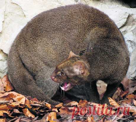 Музей исцеляющих кошек-Фото №7