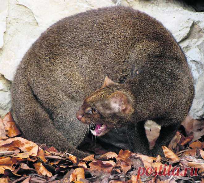 Музей исцеляющих кошек-Фото №7