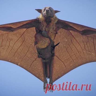 Индийская летучая лисица с детенышем ...
