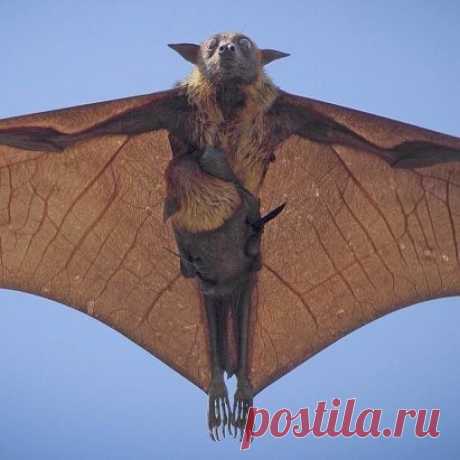 Индийская летучая лисица с детенышем ...
