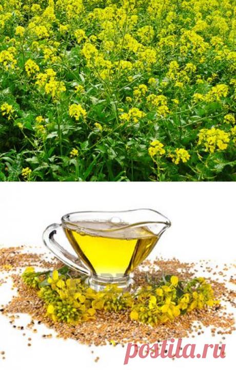 А зря забыли о горчице | ПолонСил.ру - социальная сеть здоровья
Получив мешок кунжутных семян от персидского царя Дария как вызов, великий Александр Македонский отправил в ответ мешочек с семенами горчицы. Смотри мол, нас мало, но мы злее и горше для твоего громадного войска! (Сражение на Иссе. 333 год до н. э.).