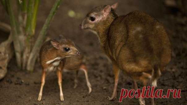 Малый оленёк, или канчиль, или яванский малый канчиль (Tragulus javanicus) — вид млекопитающих из семейства оленьковые. Самое маленькое парнокопытное на планете. Обитает в Юго-Восточной Азии. 