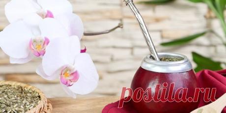 О полезных свойствах чая мате | Динамика Жизни
