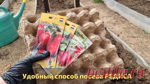 Удобный способ посева редиса в яичные лотки гарантирует отличный урожай | Klumba-plus | Дзен