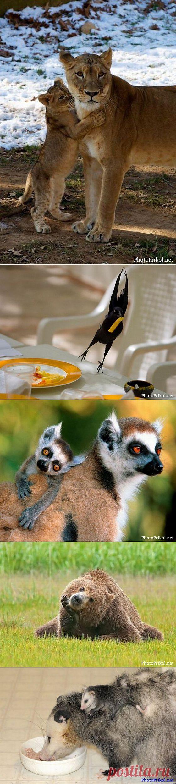 Смешные животные