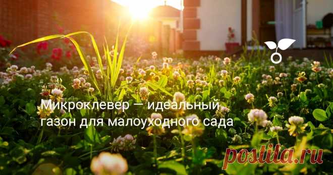 Микроклевер — идеальный газон для малоуходного сада Без зеленой лужайки и сад не сад. Знакомьтесь, новинка в мире ландшафтного дизайна — микроклевер. Сможет ли он заменить классический газон, будем разбираться в статье.