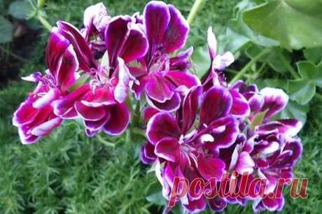 Пеларгония Плющелистная: уход, размножение, выращивание из семян в домашних условиях Описание
Оправдывая принадлежность к ампельным сортам, это растение обладает длинными ветвями, которые ниспадают. Пеларгония относится к семейству Гераниевых, и листья плющелистной разновидности отлич...