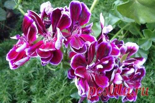 Пеларгония Плющелистная: уход, размножение, выращивание из семян в домашних условиях Описание
Оправдывая принадлежность к ампельным сортам, это растение обладает длинными ветвями, которые ниспадают. Пеларгония относится к семейству Гераниевых, и листья плющелистной разновидности отлич...