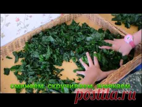 Ферментация листьев смородины. - YouTube