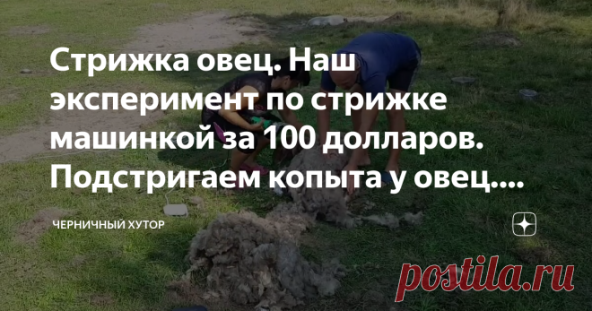 Стрижка овец. Наш эксперимент по стрижке машинкой за 100 долларов. Подстригаем копыта у овец. Новые ножницы.