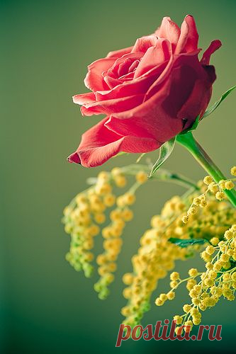 ~~ rose
от SuperGiovane   |   Pinterest • Всемирный каталог идей