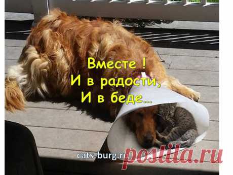 Смешные кошки