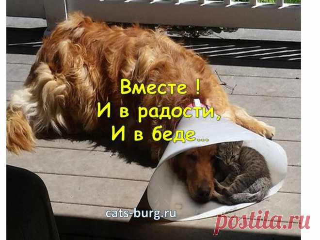 Смешные кошки