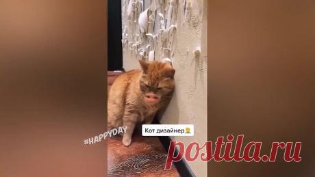 🐾🐾 Смешные животные 😼 🔸 175 🔸 🐶 Восхитительные коты и собаки 2022 🐾