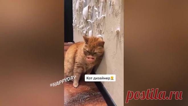 🐾🐾 Смешные животные 😼 🔸 175 🔸 🐶 Восхитительные коты и собаки 2022 🐾