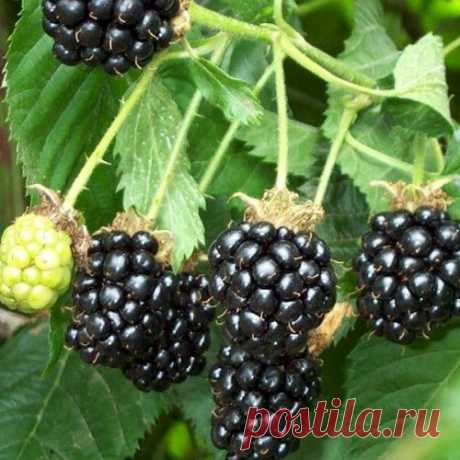 Все об обрезке и формировке ежевики