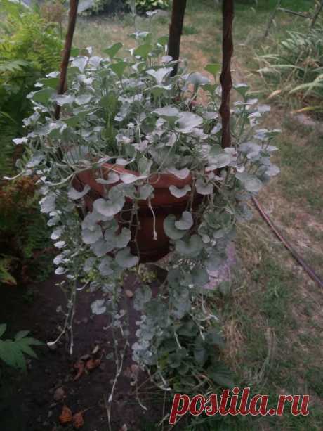 Дихондра ампельная «Серебристый водопад» (Dichondra repens, Dichondra argentea «Silver Falls»)