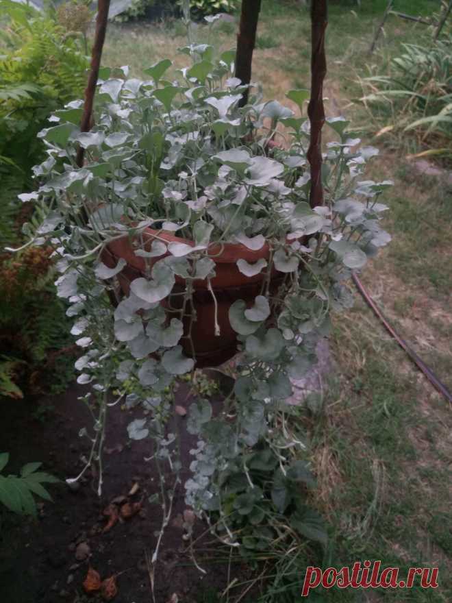 Дихондра ампельная «Серебристый водопад» (Dichondra repens, Dichondra argentea «Silver Falls»)