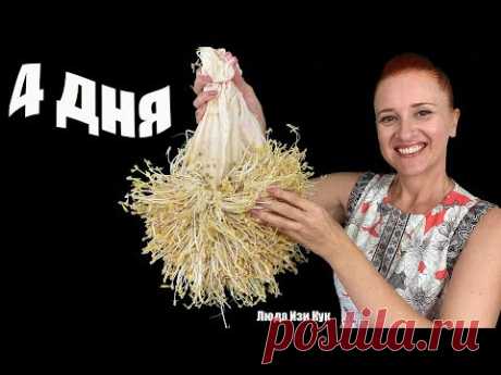 РОСТКИ ФАСОЛИ за 4 ДНЯ дома 2 СПОСОБА Проросшие бобы МАШ Полезно Вкусно Люда Изи Кук САД и ОГОРОД
