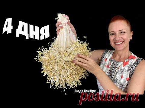 РОСТКИ ФАСОЛИ за 4 ДНЯ дома 2 СПОСОБА Проросшие бобы МАШ Полезно Вкусно Люда Изи Кук САД и ОГОРОД