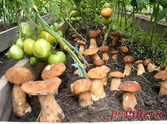 Как сеять грибы

Готовится грибная 