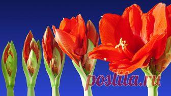 Распускающиеся цветы: два часа красоты Весна - удивительное время, время когда  мир расцветает всеми красками, радуя нас  причудливыми формами творений природы. Цветы так прекрасны,  нежны и удивительны, что не могут не восхищать. Наслаждайтесь просмотром и заряжайтесь весенним настроением!