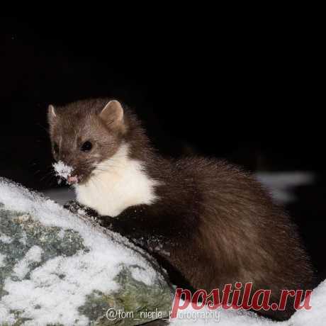 Mustelidae ☼ норки выдры хорьки | ВКонтакте