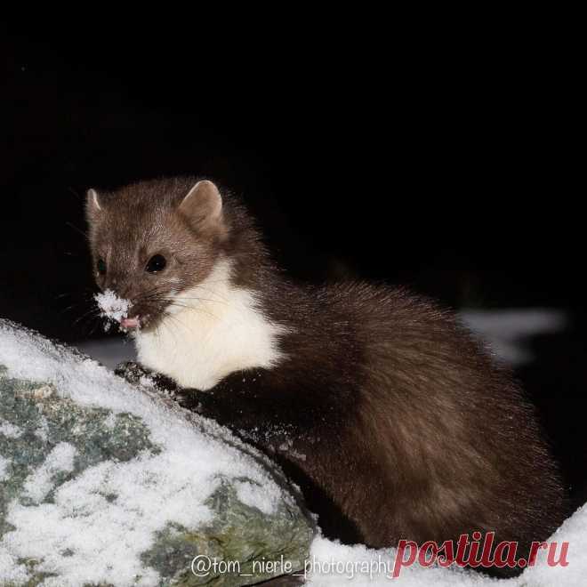 Mustelidae ☼ норки выдры хорьки | ВКонтакте