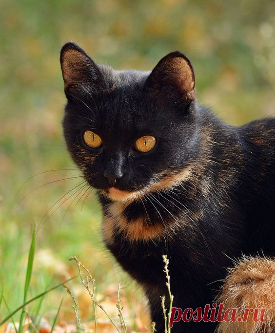 Янтарной осени глаза :: Надежда Корнилова – Социальная сеть ФотоКто