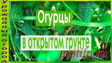 (1) Одноклассники