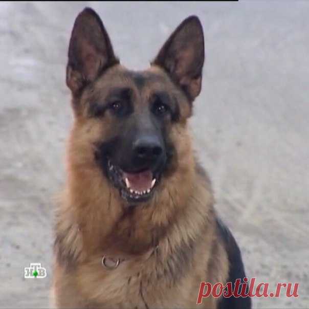 Всем моим друзьям МЕГА 