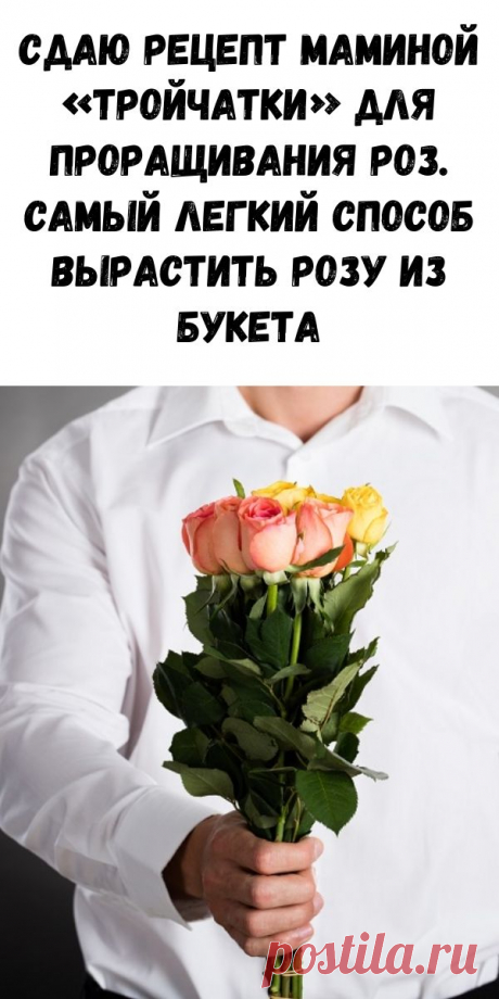 Сдаю рецепт маминой «Тройчатки» для проращивания роз. Самый легкий способ вырастить розу из букета. - Журнал для женщин