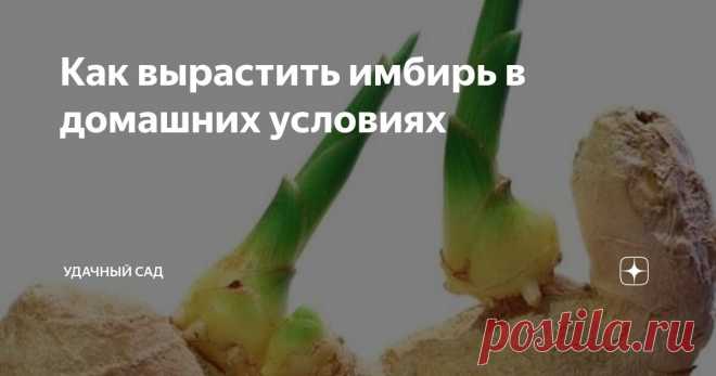 Как вырастить имбирь в домашних условиях Статья автора «Фазенда» в Дзене ✍: Имбирь легко вырастить в домашних условиях – он отлично растет и мирится с недостатком солнечного света, поэтому его можно выращивать чуть ли не на подоконнике Для