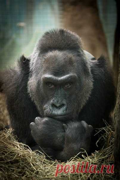 В зоопарке Колумбуса умерла Коло, старейшая горилла, более чем на 20 лет побившая рекорды долгожительства среди представителей своего вида.