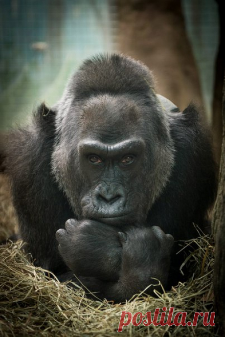 В зоопарке Колумбуса умерла Коло, старейшая горилла, более чем на 20 лет побившая рекорды долгожительства среди представителей своего вида.