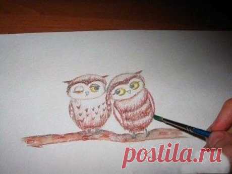 Учимся рисовать милых совушек.