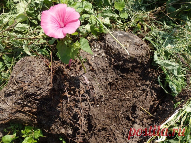 Как избавиться от муравьев на участке? | Ваше хозяйство | Дзен